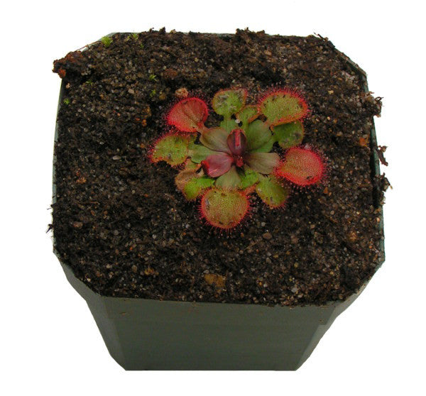 Drosera falconeri sundew