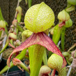 Darlingtonia californica