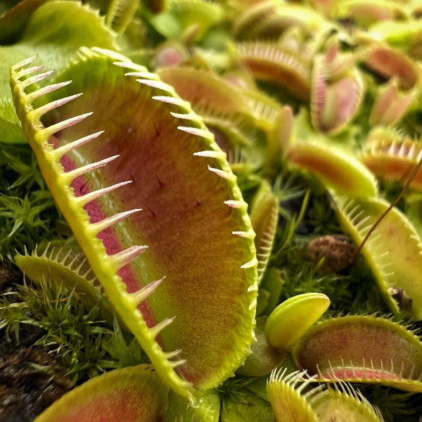 Close up view of Venus flytrap trap with curved in teeth and a narrow trap