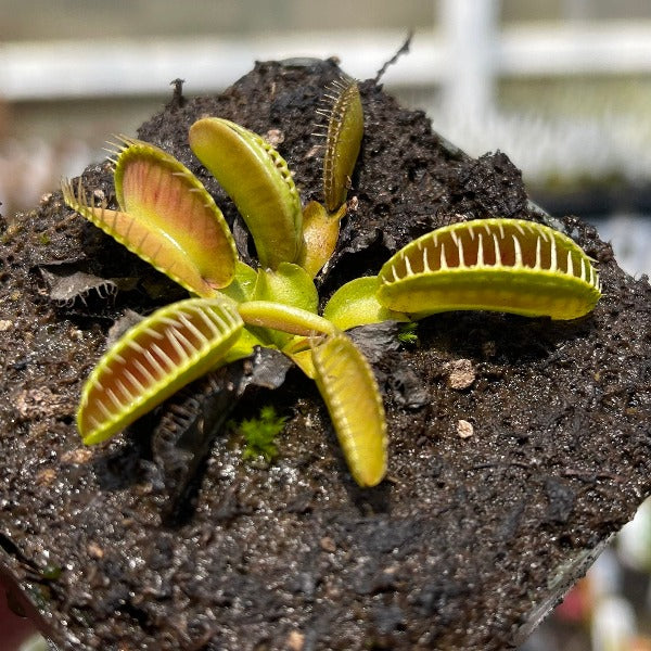 Dionaea m. Alien Venus Flytrap – California Carnivores