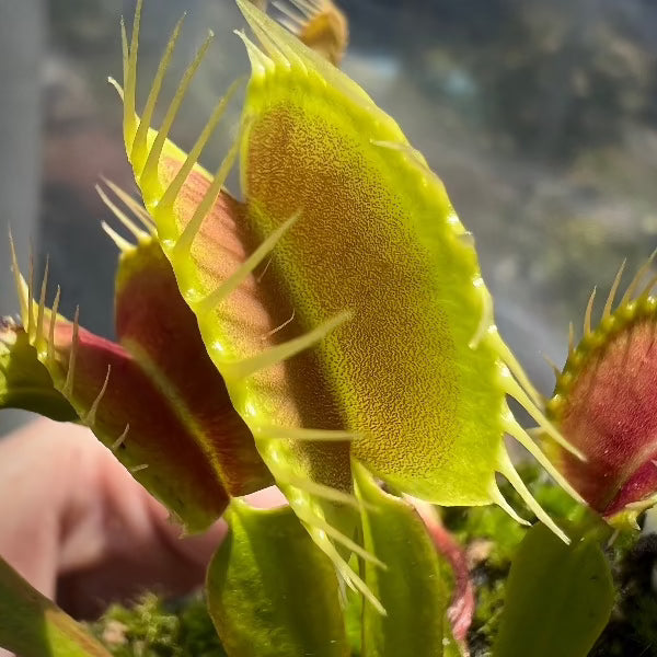A close-up of a Venus flytrap (Dionaea m. 'Blezer's Giant') with large, arching traps on delicate petioles, showing vibrant green and red colors.