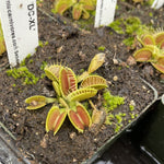 Dionaea DCXL