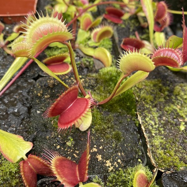 A venus flytrap grows out of a mossy pot with tall stems and arched red and green traps