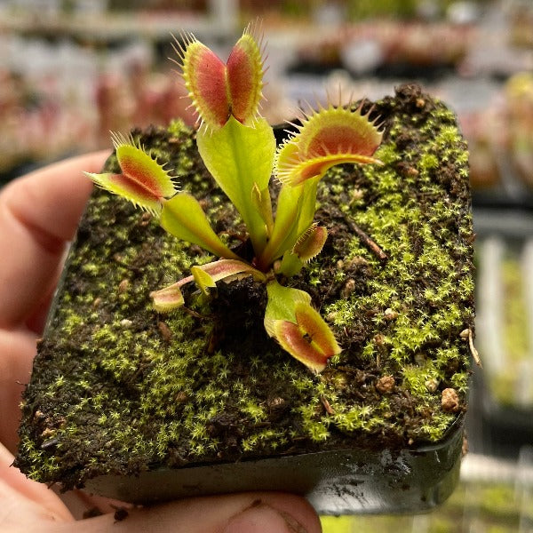 A hand holds a mossy pot with a venus flytrap growing out of it