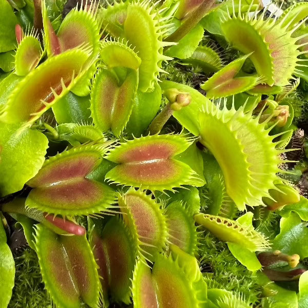 Many venus flytrap traps that are green and red with a flower bud growing