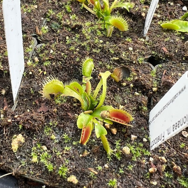 Dionaea Finetooth x Red