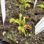 Dionaea Finetooth x Red