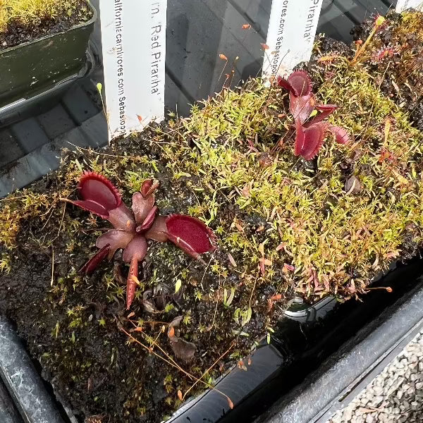 Dionaea m. Red Piranha Venus Flytrap – California Carnivores