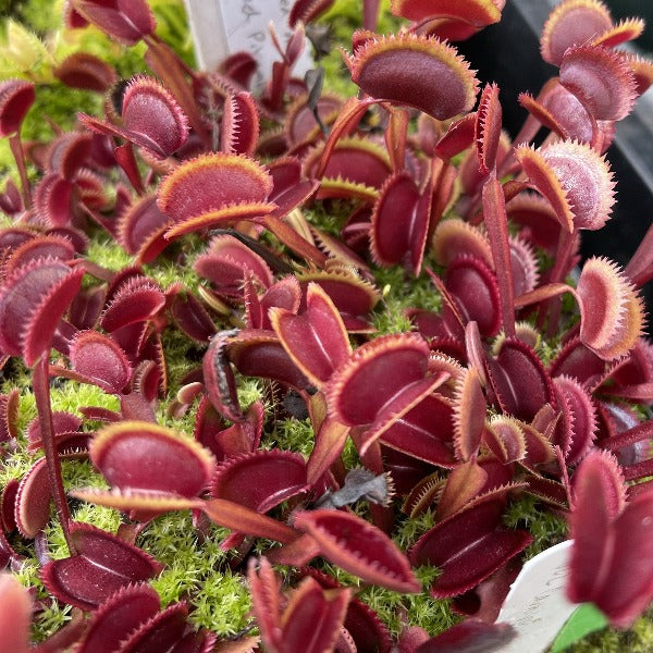 Dionaea m. Red Piranha Venus Flytrap – California Carnivores
