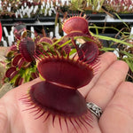 Dionaea Sam Flytrap Venus Flytrap