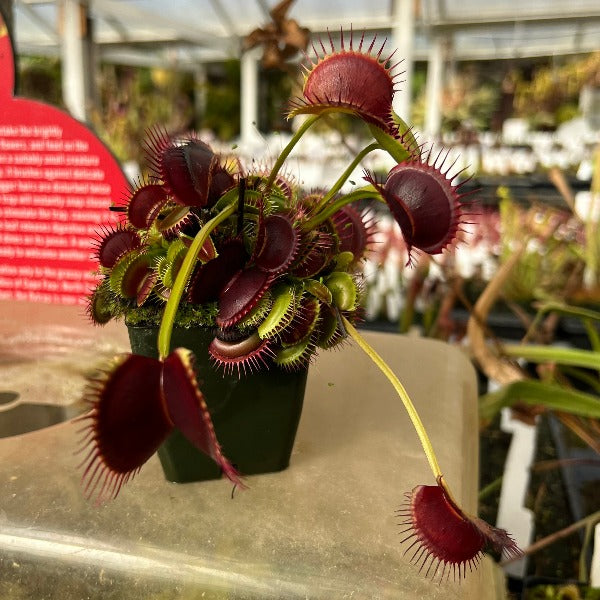A pot of very red venus flytraps on green stems sits in a greenhouse