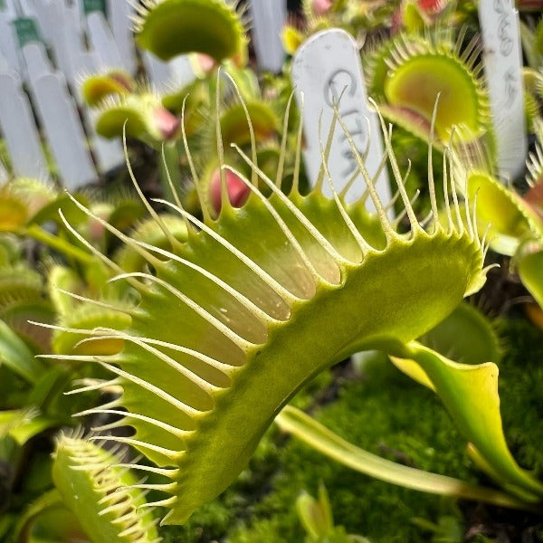 Dionaea Sasquatch Venus Flytrap