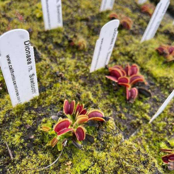Several pots of small venus flytrap traps that are red and green
