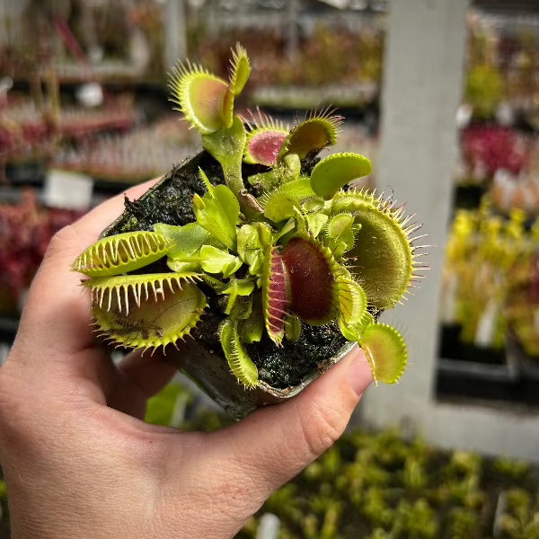 A small Dionaea m. 'Chupacabra' Venus flytrap plant with green traps and red edges, held in a person's hand.