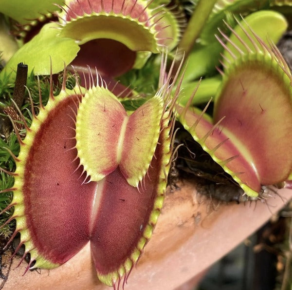 Close up of Venus flytraps