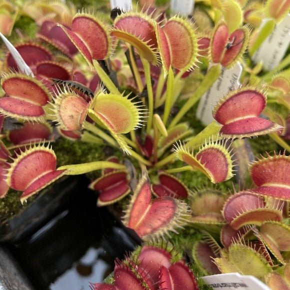 A close-up of a Venus flytrap plant with red and yellow traps, showing the texture and spiky cilia.