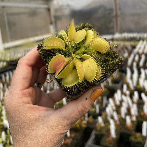 A hand holds a pale green low growing venus flytrap in a pot