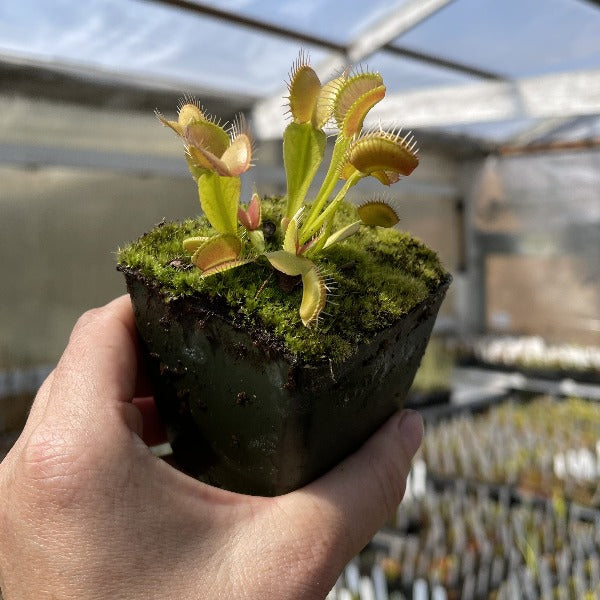 A hand holds a larger venus flyrap growing out of a mossy pot in a greenhouse