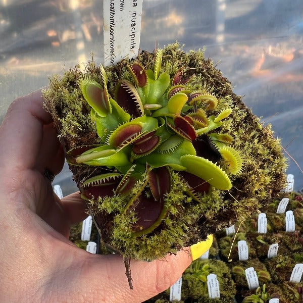 A hand holds a pot of multiple venus flytraps in a mossy pot
