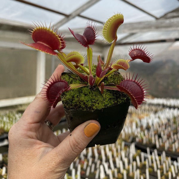 A hand holds a large venus flytrap with deep red traps growing in a pot