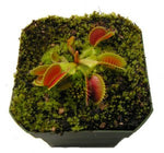 Dionaea m. Venus Flytrap