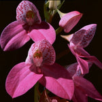 Disa kewensis orchid