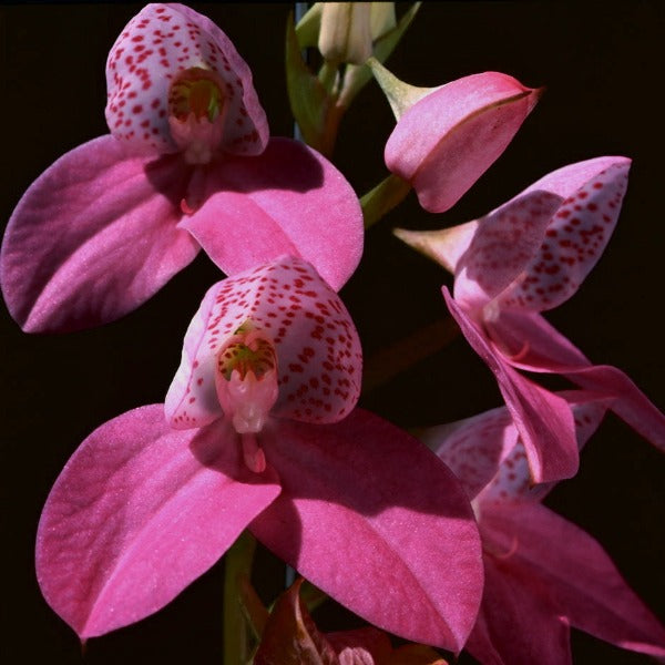 Disa kewensis orchid
