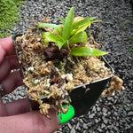 Disa orchid Leaves