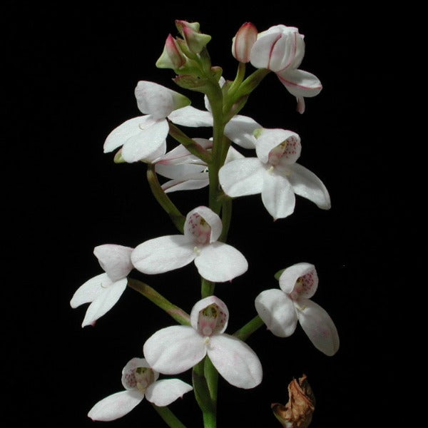Disa tripetaloidies