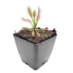 Drosera Hercules Sundew