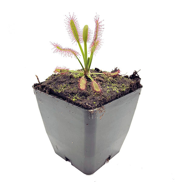 Drosera Hercules Sundew