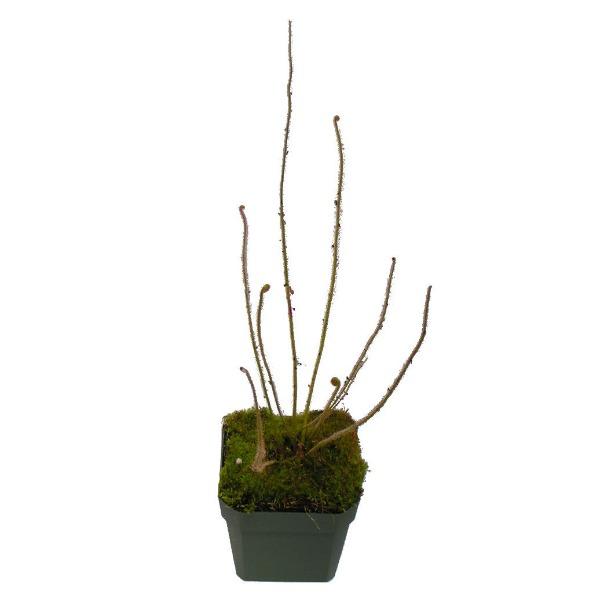 Drosera California Sunset sundew