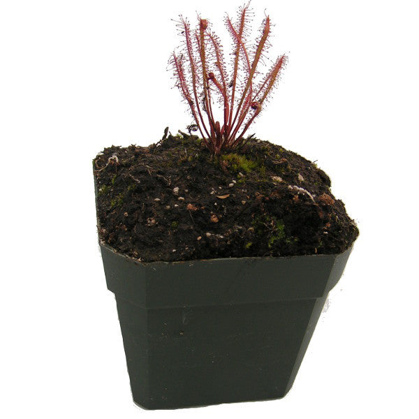 Drosera anglica x tracyi Southern Cross Sundew