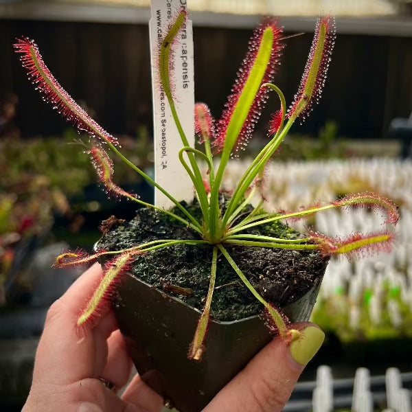 Hand holding a potted Drosera capensis with many long green leaves, covered in sticky dew in a greenhouse setting