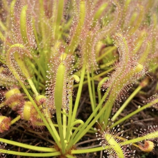 Close-up of Drosera capensis 'alba narrow leaf' sundew plant with white tentacles against a blurred green background.