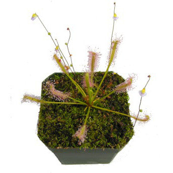 Drosera capensis 'alba' - plante carnivore