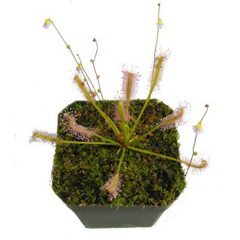 Pot of white and green dewy drosera capensis on a white background