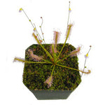 Drosera capensis alba narrow leaf Sundew