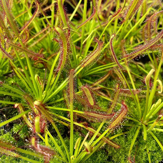 Cluster of Drosera capensis plants with red tentacles and green leaves, in full sunlight.