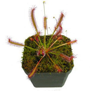 Pot with a single red dewy drosera capensis plant