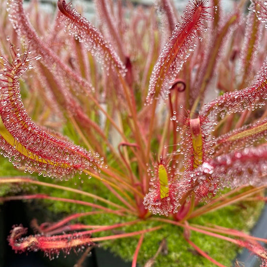 Close up of thickly dew covered red leaves of a sundew plant in a pot