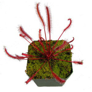Drosera capensis Cape Sundew narrow red