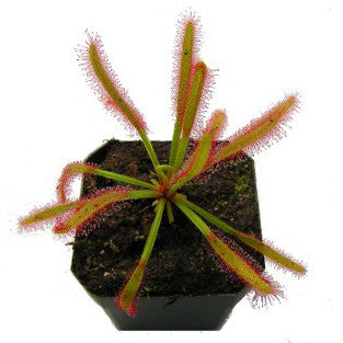 Drosera capensis wide leaf sundew