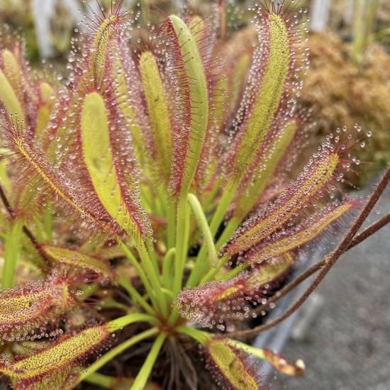 Close-up of Drosera capensis sundew with wide leaves covered in sticky, glandular trichomes, in a pot.
