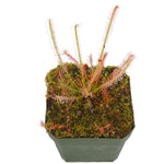 Drosera hybrida sundew