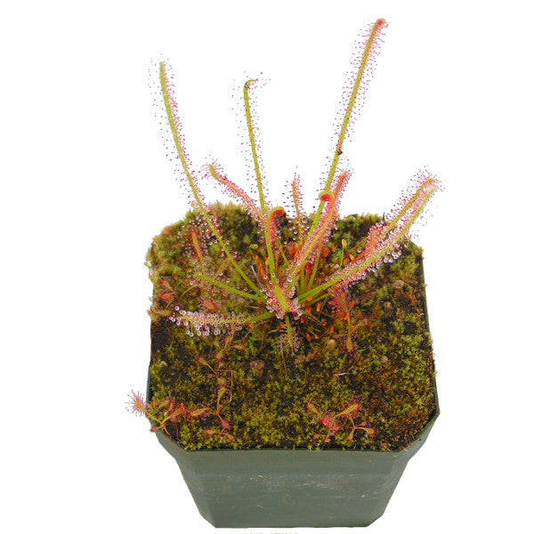 Drosera hybrida sundew