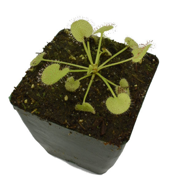 Drosera prolifera