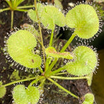 Drosera prolifera