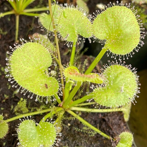 Close-up of Drosera prolifera plant with its round green leaves and visible white dew.