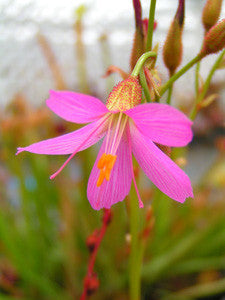 Drosera regia King Sundew